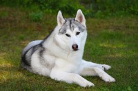 /album/fotogaleria/pies-husky-jpg/