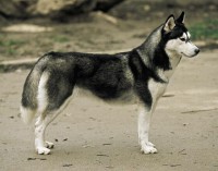 /album/fotogaleria/a3161-husky3-jpg1/